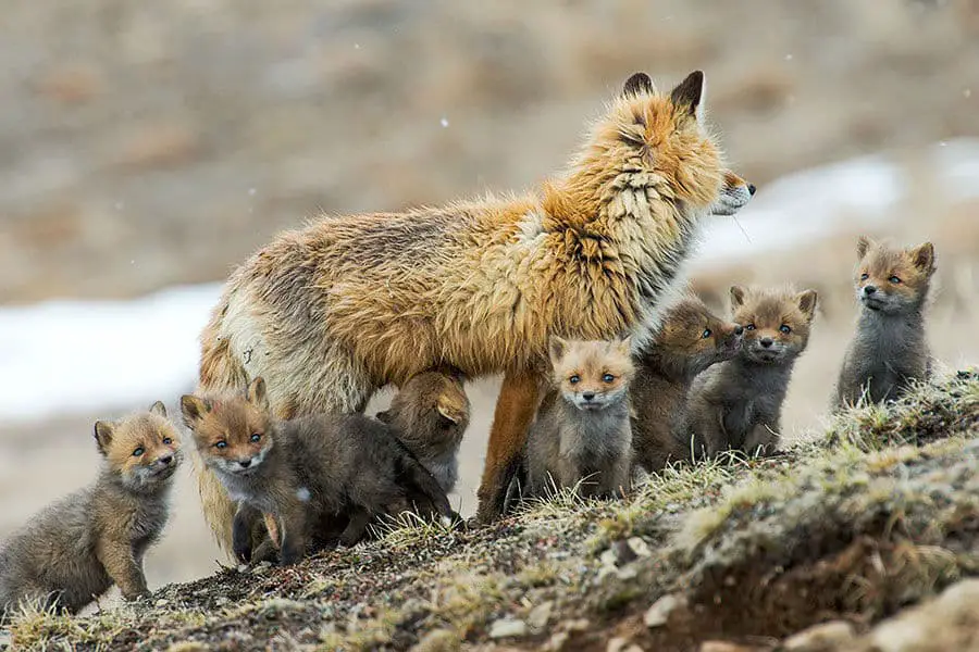 wild-foxes-ivan-kislov17