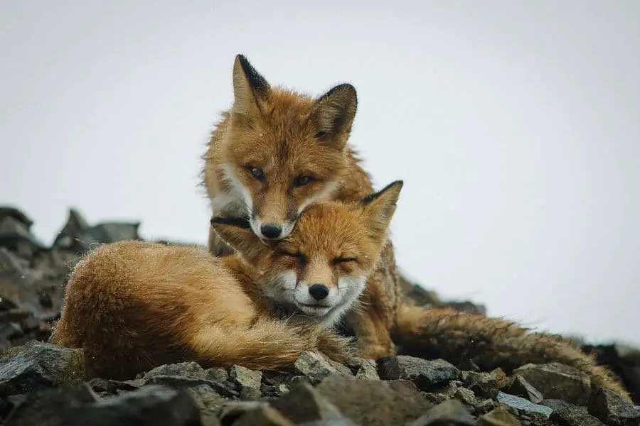 wild-foxes-ivan-kislov20