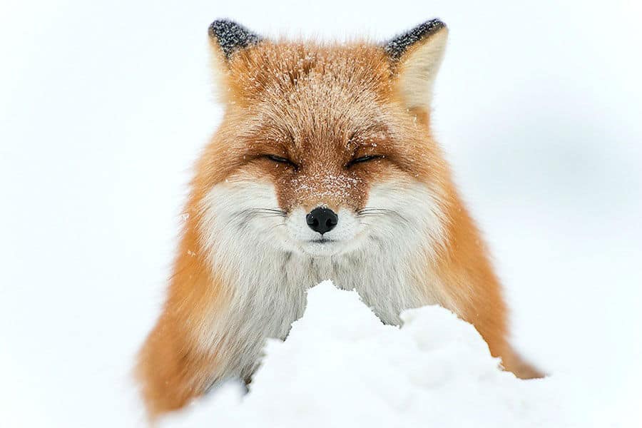 wild-foxes-ivan-kislov21