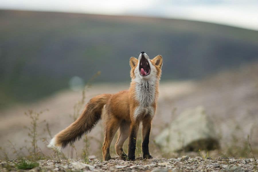 wild-foxes-ivan-kislov24