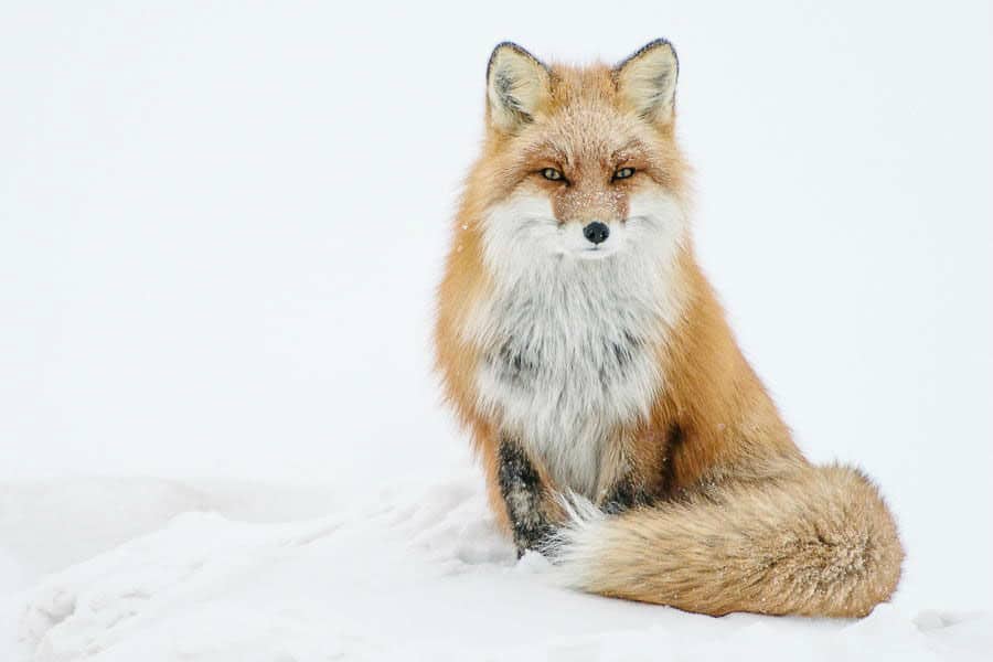 wild-foxes-ivan-kislov26