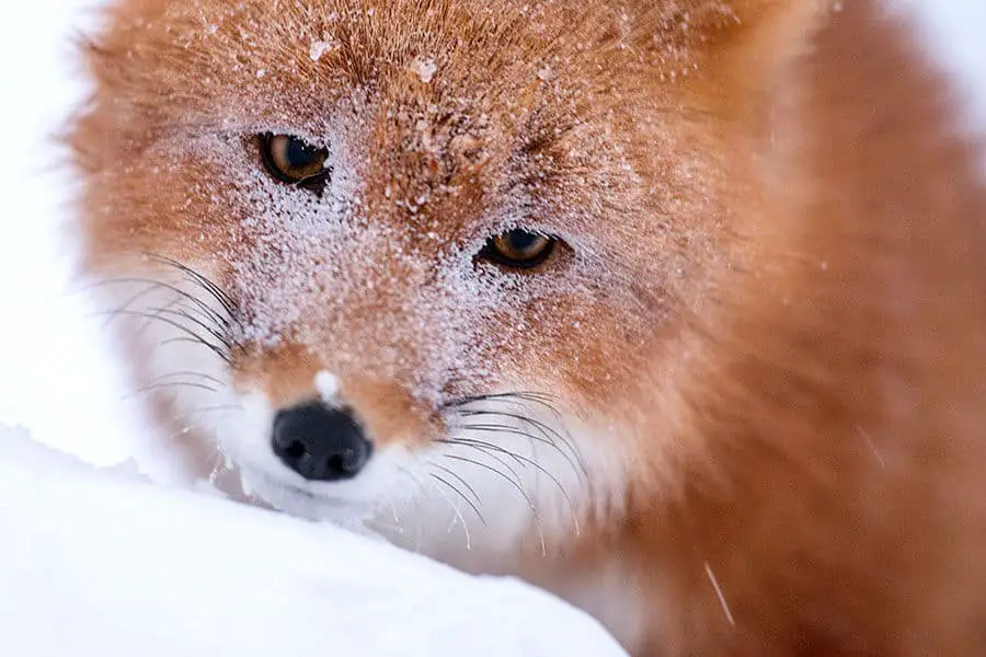 wild-foxes-ivan-kislov27