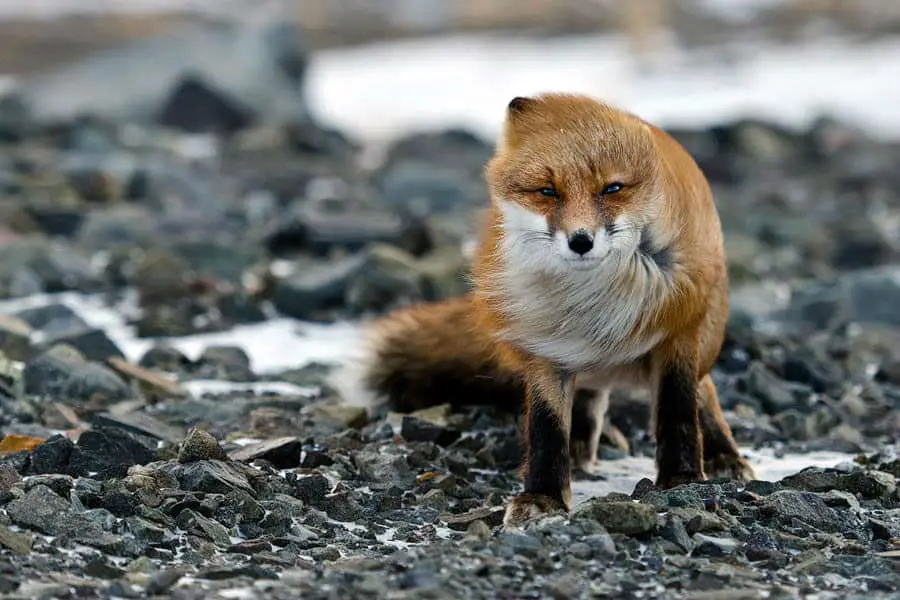wild-foxes-ivan-kislov28