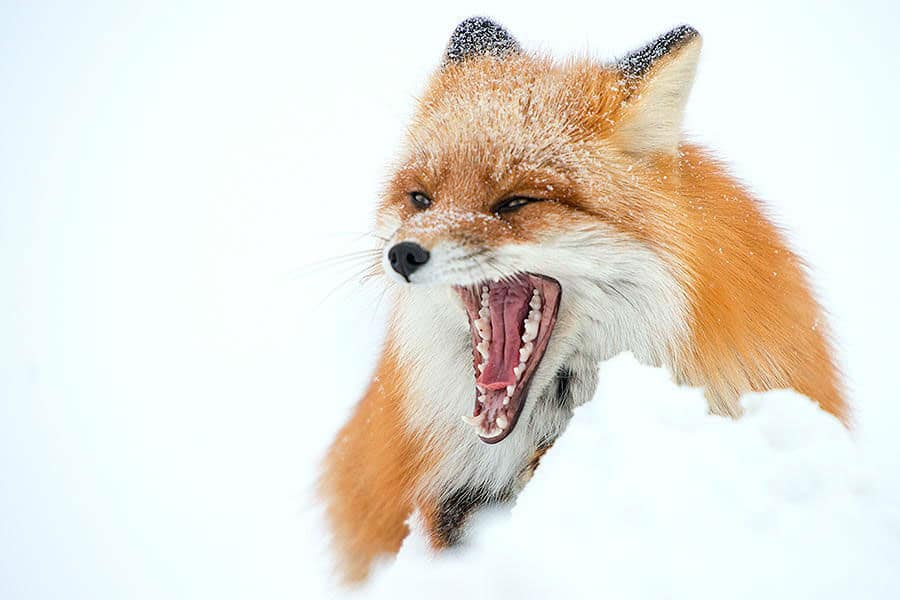 wild-foxes-ivan-kislov29