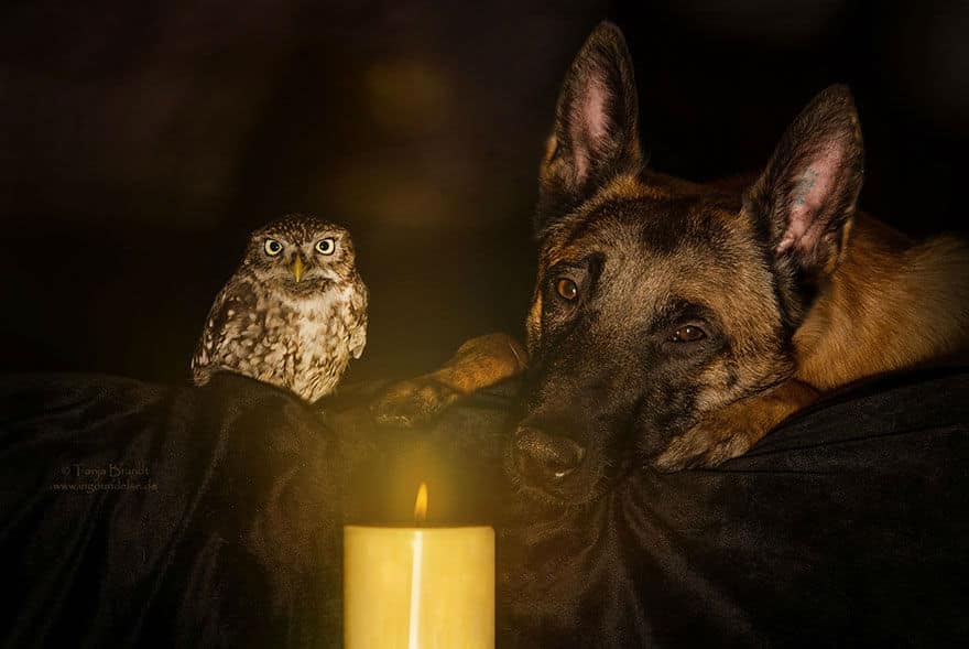 dog-owl-friendship02
