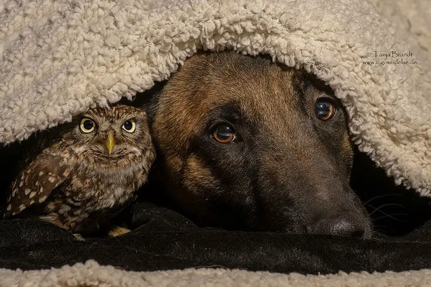 dog-owl-friendship09