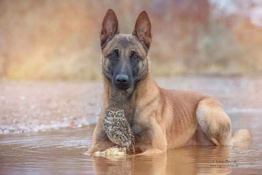 dog-owl-friendship16