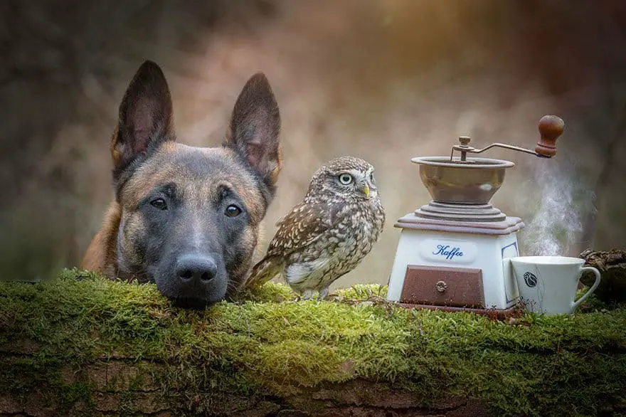 dog-owl-friendship30