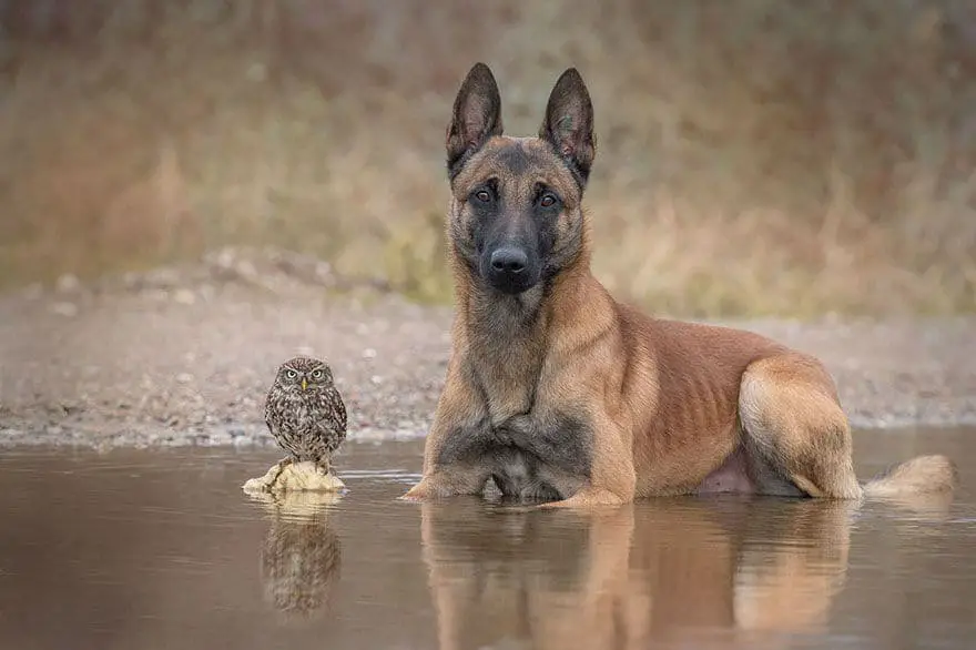 dog-owl-friendship37