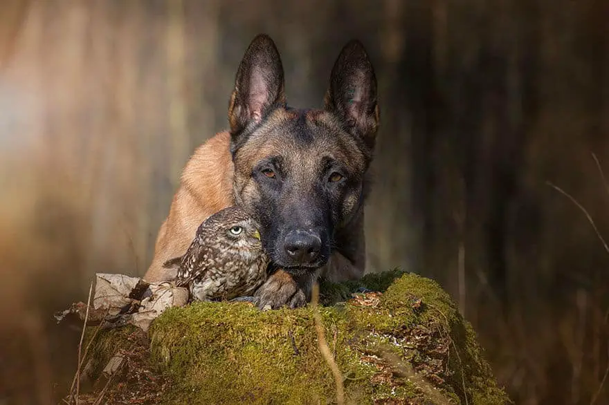 dog-owl-friendship44