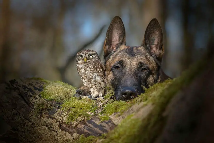 dog-owl-friendship58