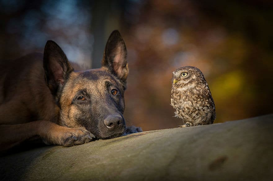 dog-owl-friendship72