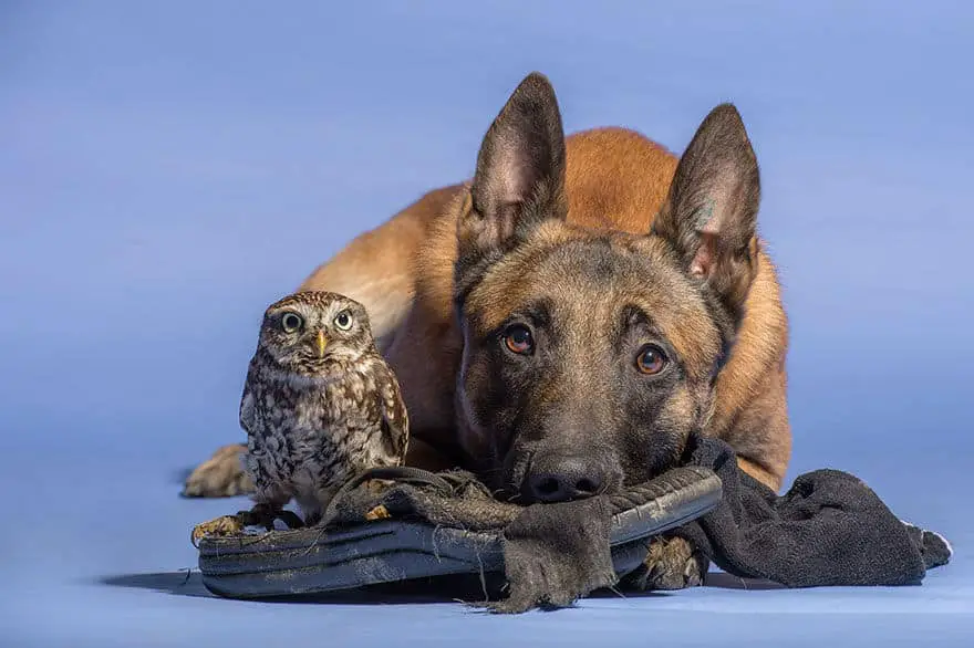 dog-owl-friendship79