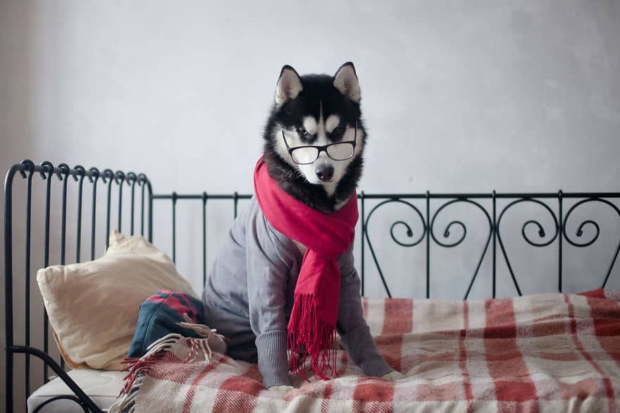 dressed-siberian-husky-dog05