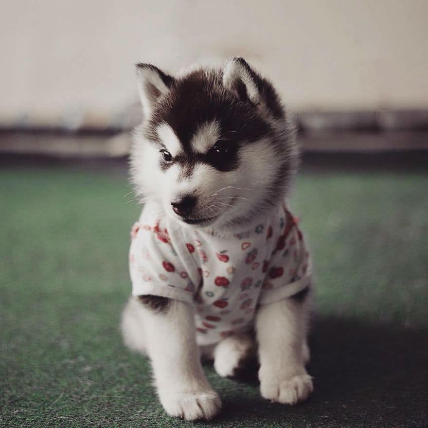 dressed-siberian-husky-dog29