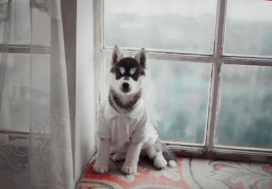 dressed-siberian-husky-dog37