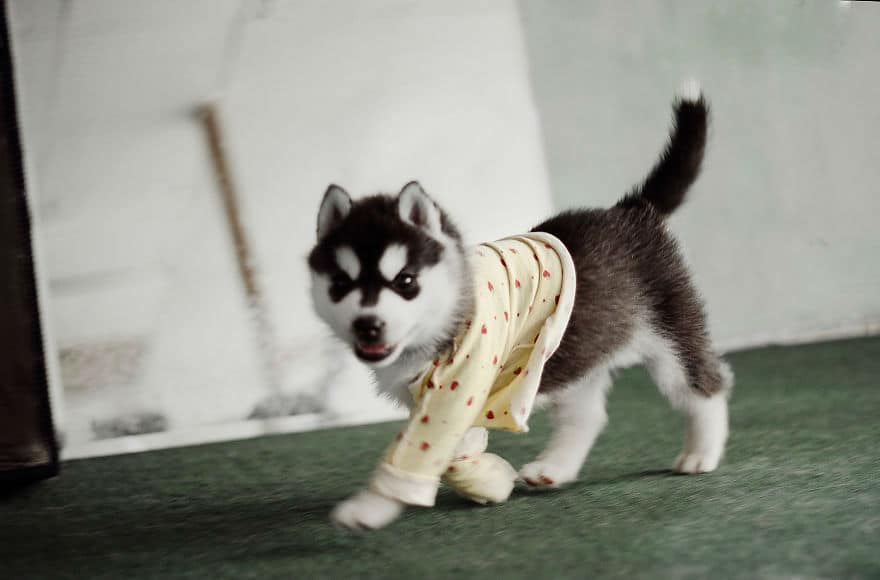 dressed-siberian-husky-dog41