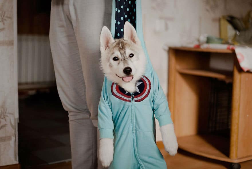 dressed-siberian-husky-dog45