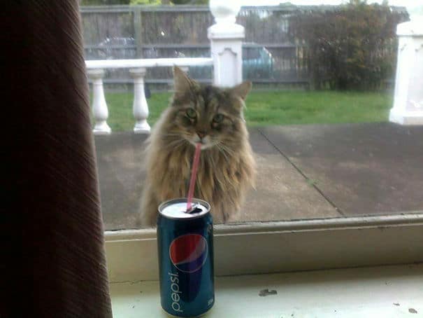 20-perfectly-timed-cat-photos05