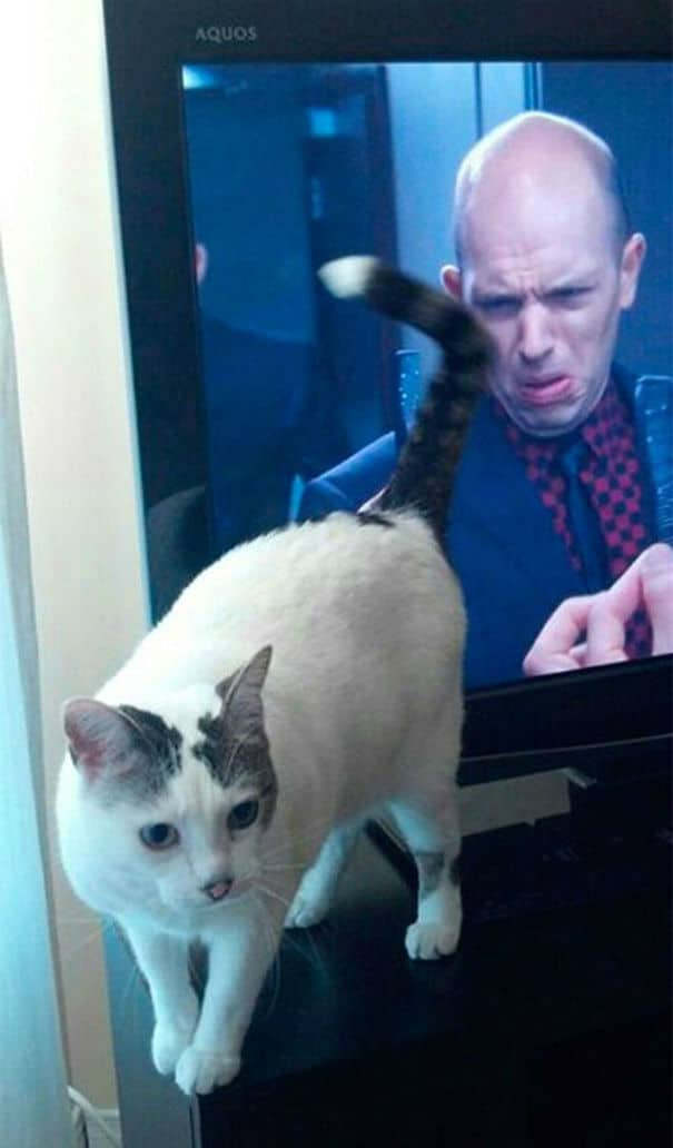 20-perfectly-timed-cat-photos09