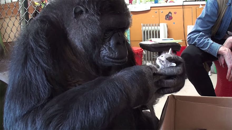 gorilla-kitten13