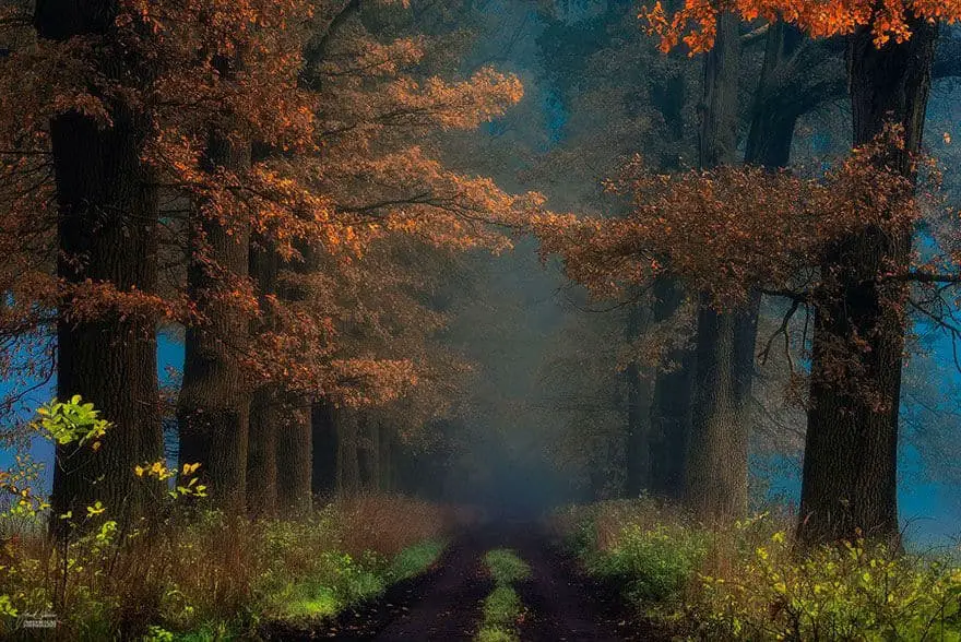 janek-sedlar-autumn-forests005