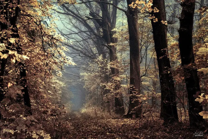 janek-sedlar-autumn-forests009