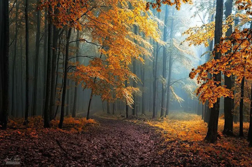 janek-sedlar-autumn-forests013
