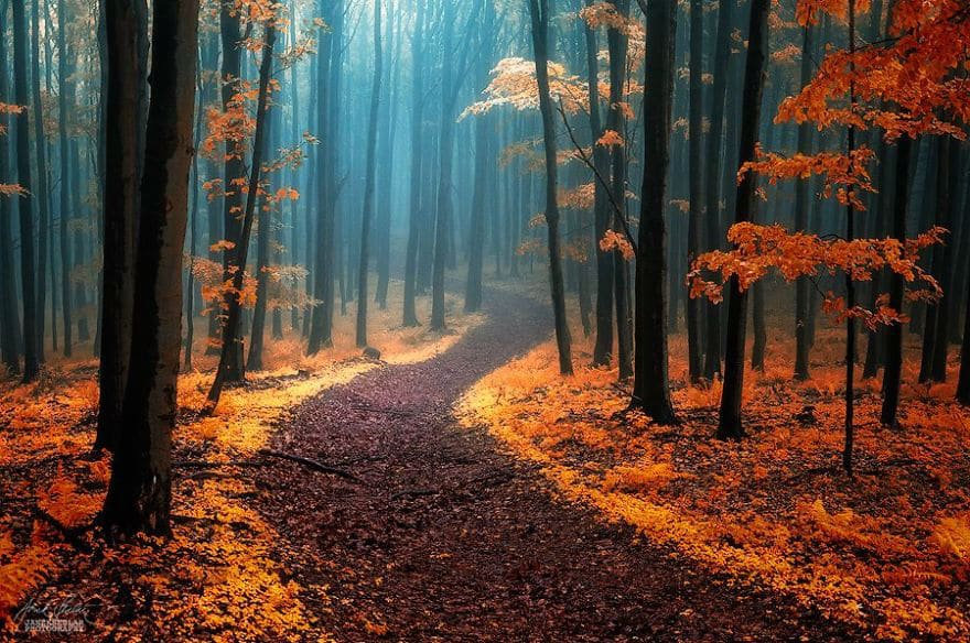 janek-sedlar-autumn-forests017