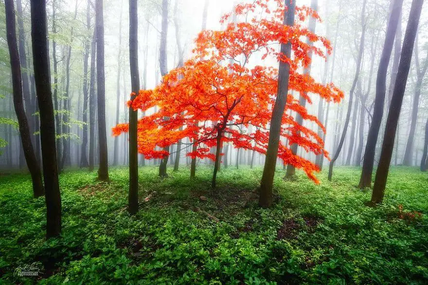 janek-sedlar-autumn-forests021