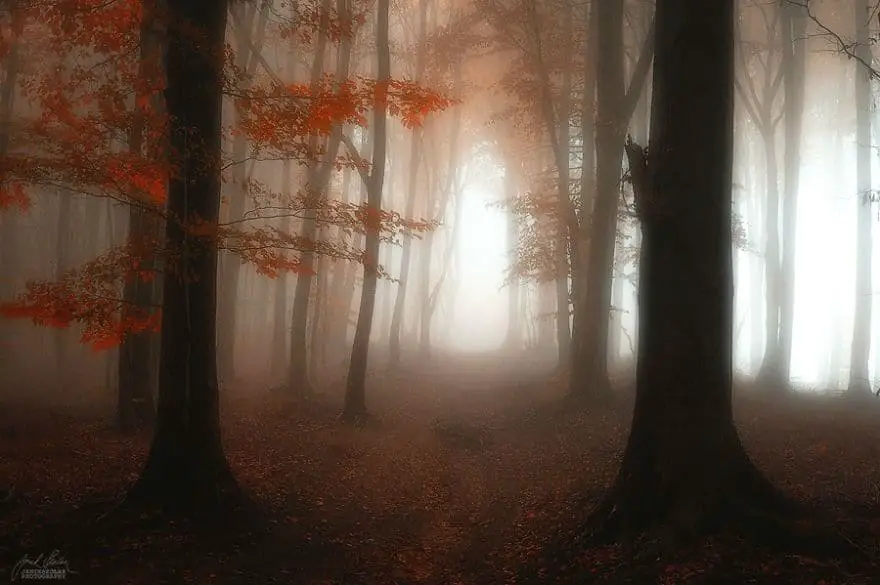 janek-sedlar-autumn-forests025