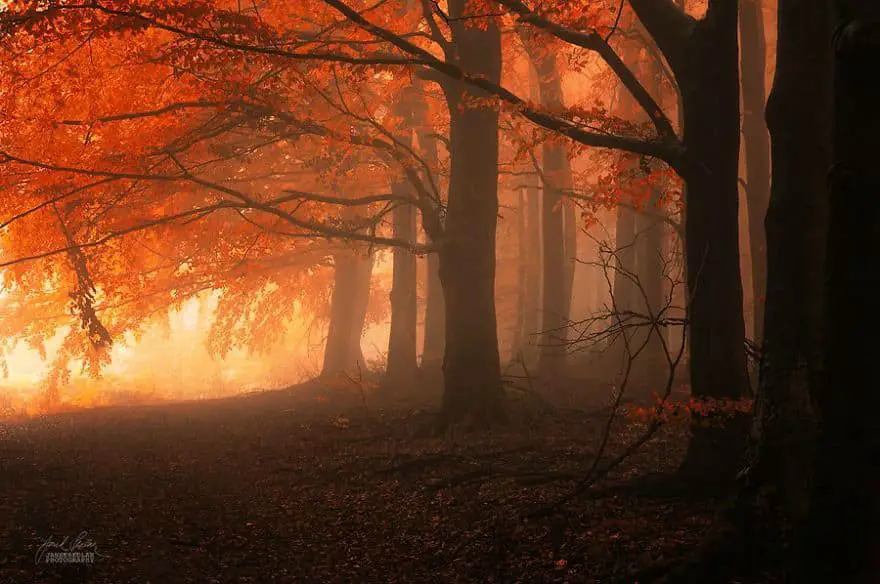 janek-sedlar-autumn-forests033