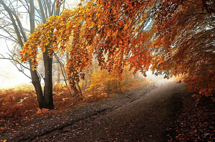 janek-sedlar-autumn-forests037