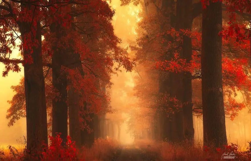 janek-sedlar-autumn-forests041
