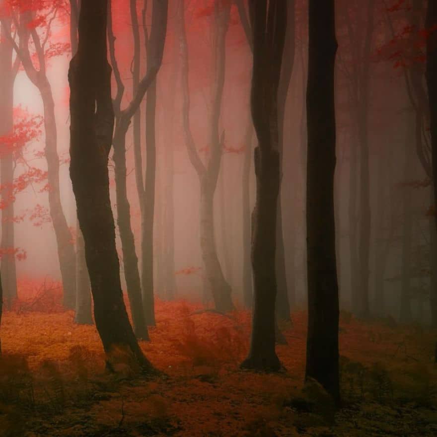 janek-sedlar-autumn-forests049
