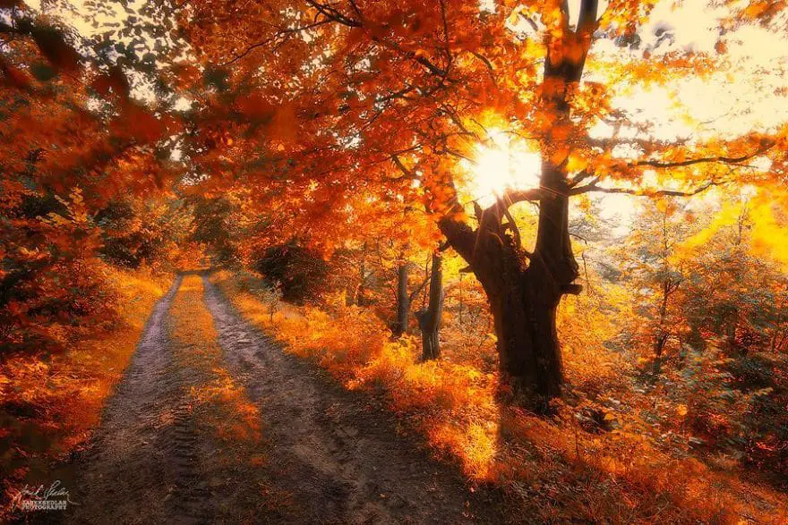 janek-sedlar-autumn-forests053
