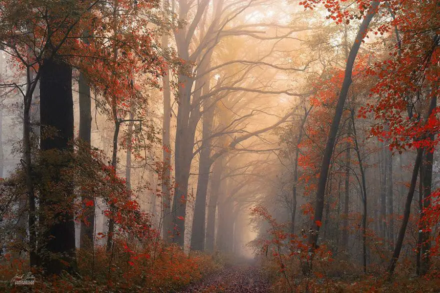 janek-sedlar-autumn-forests061