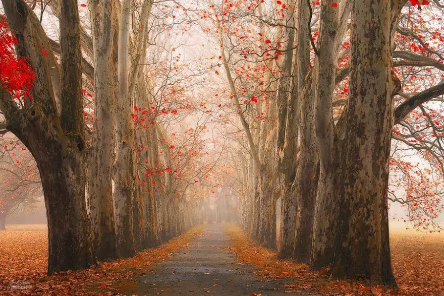 janek-sedlar-autumn-forests065