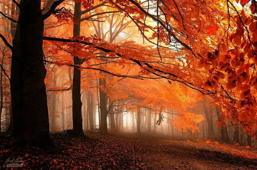 janek-sedlar-autumn-forests077