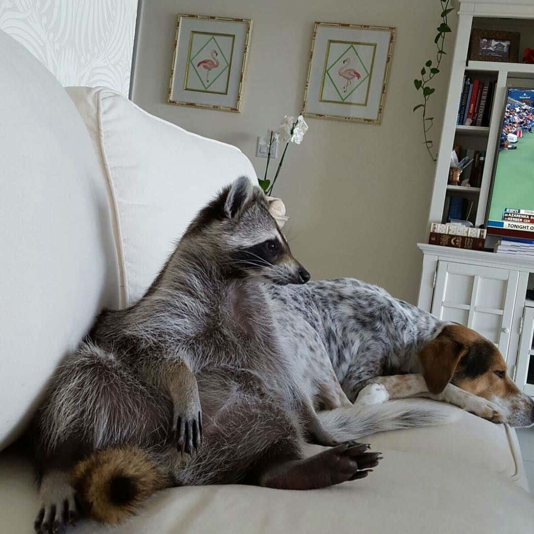 raccoon-dog49
