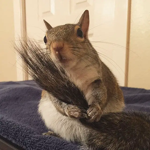squirrel-pet33