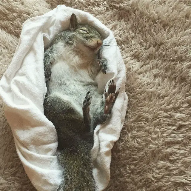 squirrel-pet57