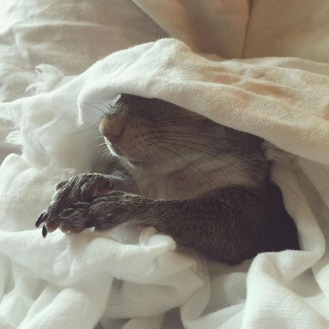 squirrel-pet65