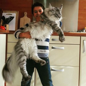 These 21 Images will Show You the Remarkable Size of Maine Coon Cats