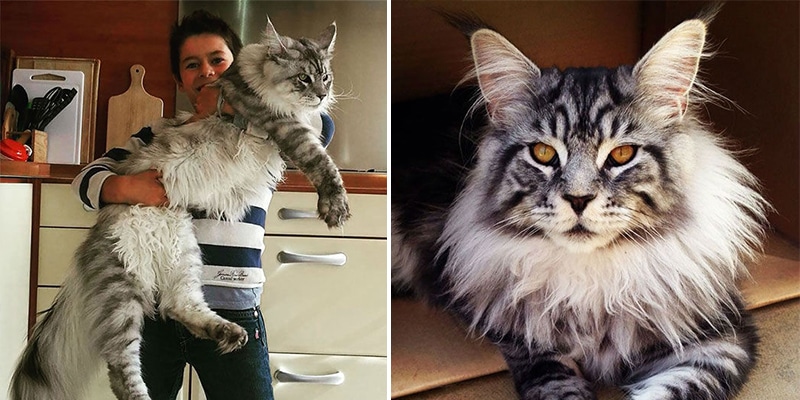 21 Images will Show You the Remarkable Size of Maine Coon Cats