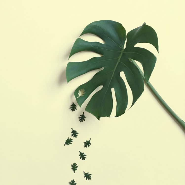 minimalist-leaf-art29