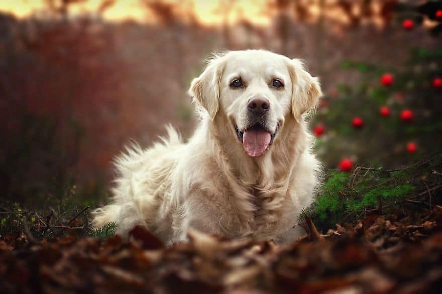 golden-retriever-christmas21