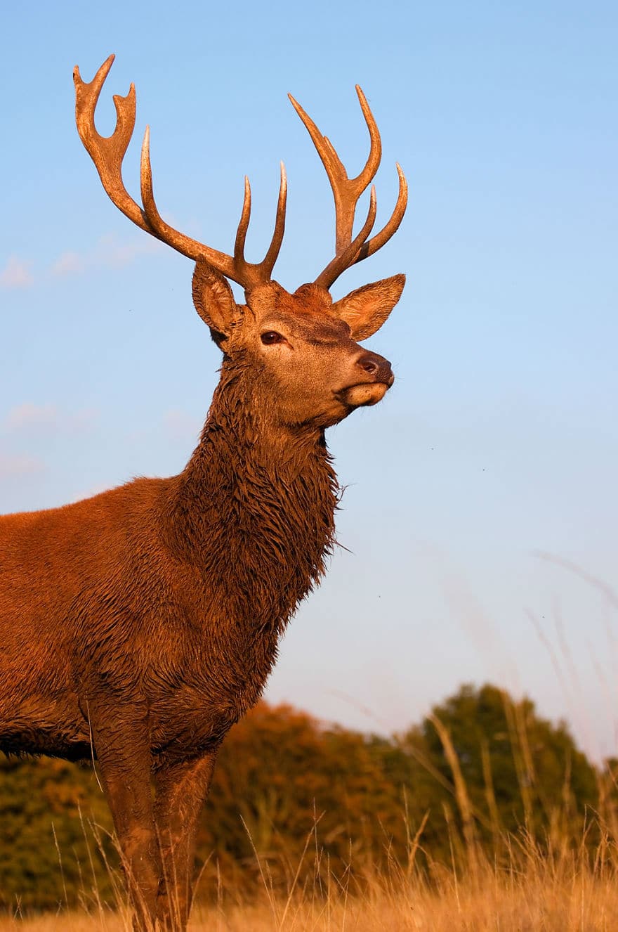 red-deer05