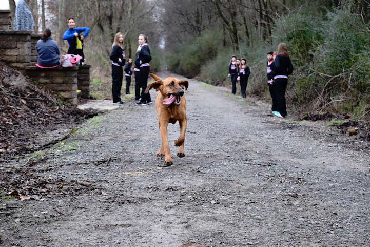 dog-elkmont-marathon09