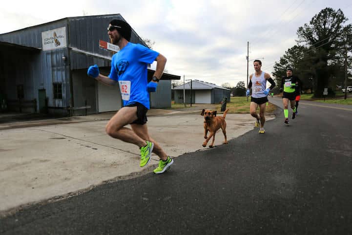 dog-elkmont-marathon17